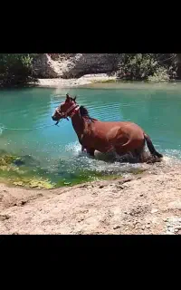 اسب