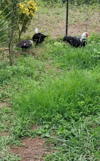 اردک اسرایلی