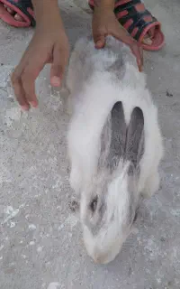 خرگوش