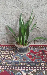 سانسوریا سبز و ابلق