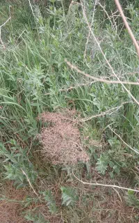 علف زنی باغات