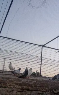 کبوتر