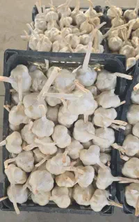 سیر خشک همدان