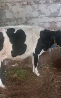 گاوباگوساله