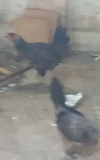 ۳عدد مرغ  تخم گزار  توافقی