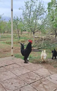 مرغ و خروس سیاه مرندی