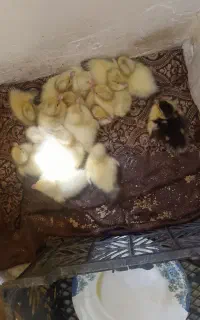 اردک اسراییلی اصیل یک هفته ای