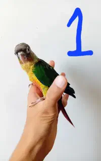 دو عدد جوجه گرینچیک سرلاکی نرم خور