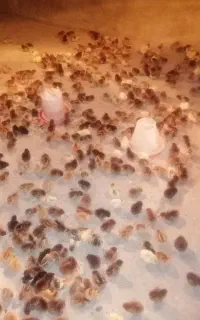 ج وجه گل پایگان