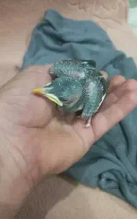 جوجه مینا
