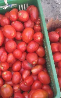 باسلام ابگیری گوجه