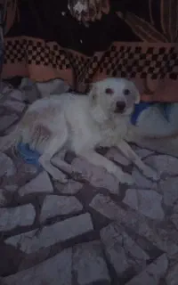 سگ پاکوتاه