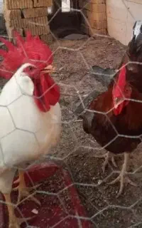 دو عدد خروس