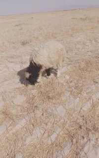 بره