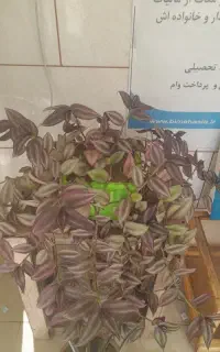 کاکتوس