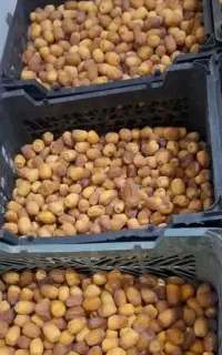 خرمای خنیزی،کلوته و...