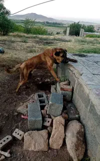 سگ سرابی