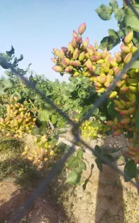 پیوند درخت پسته و دیگر درختان میوه