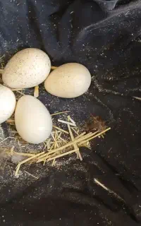 ۴ تخمه بوقلمون