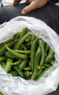 خیار قلمی