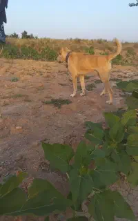 سگ گله
