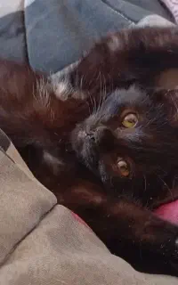 واگذاری گربه مهربون