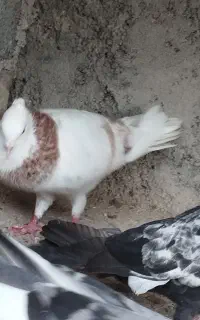 کفتر همه نوع جفتی معاوضه با مرغ یا خروس کبوتر جفت