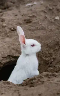 بچه خرگوش ، خرگوش مولد