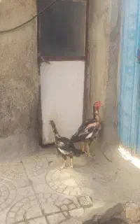 لاری