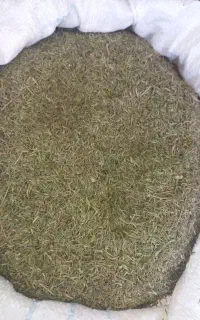 آویشن کوهی