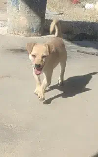 سگ پاکوتاه
