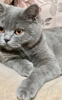 گربه امون گمشده ا پیدا کردن مژده گانی میلیونی داره