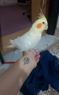 عروس هلندی ماده