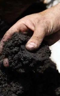 نیروی کار بسته بندی گیاه خاک کنترات