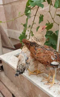 ۲ عدد مرغ وار