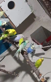 مرغ عشق