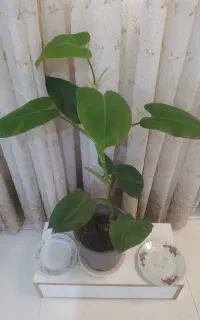 گل های رونده