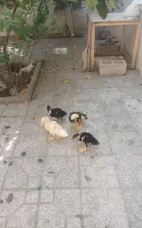 اردک