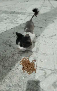 گربه
