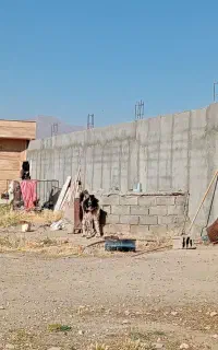 قدرجونی