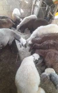 ۱۳عدد بره نر