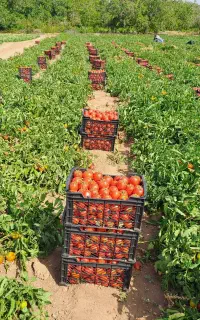 گوجه بدرو و گوجه ربی و آبغوره