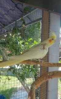 عروس هلندی ماده ۷۰۰ هزار