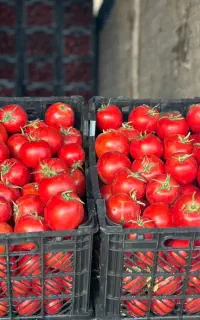 دسته کارگر مرد دارم برا کارهای کشاورزی ،