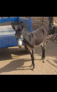 الاغ ماده فوری