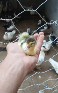 جوجه اردک اسراییلی سفید وسیاه،اردک ماده
