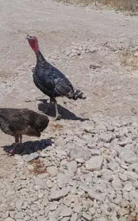 بوقلمون