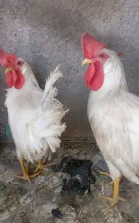 جوجه خروس