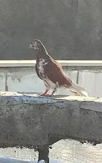 کفتر