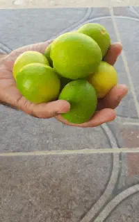 فروش لیمو تازه در بوشهر